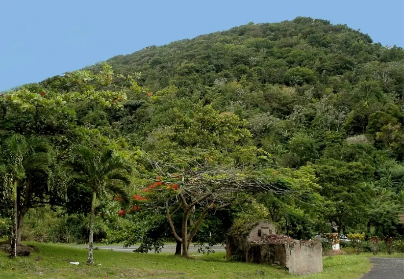 Expo OSE & GWADA – Forêt dense